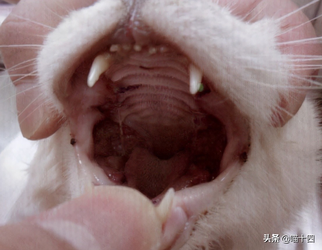 别让宠物医院榨干铲屎官的钱包——小毛病,不求人「外创篇-下」