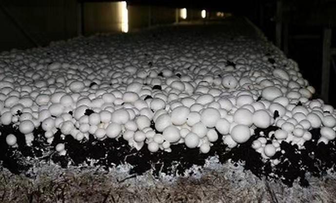 菜市场的蘑菇哪些不能吃,家庭种植蘑菇不出菇