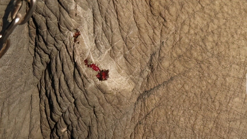 世界杯大象足球,大象足球比赛