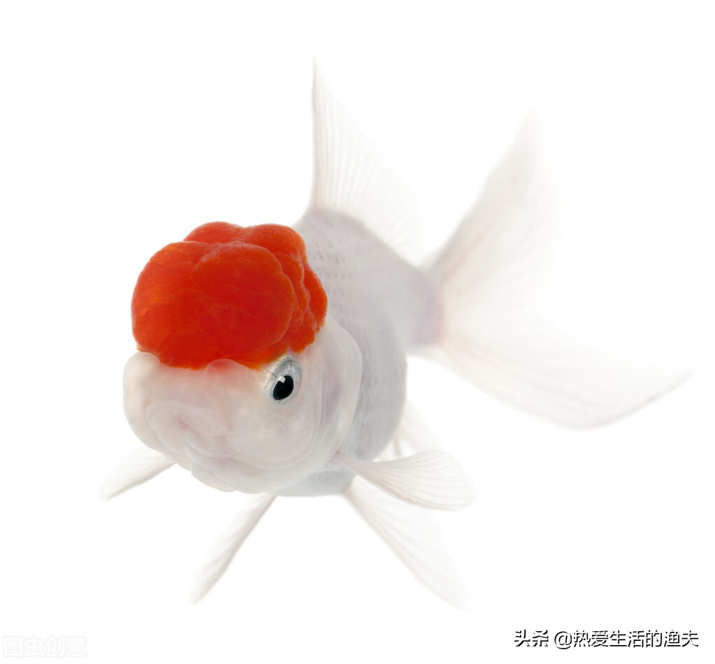 金鱼不怎么动了怎么治疗,金鱼突然不吃食了是什么原因