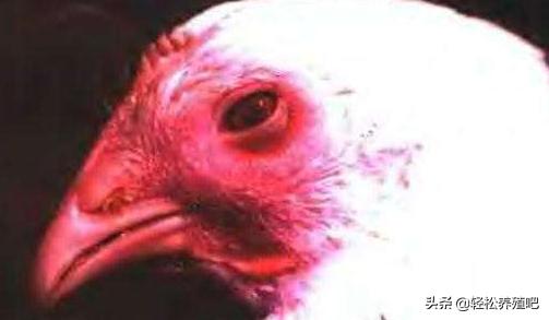 秋冬季鼻炎多发，教你认识鸡群传染性鼻炎及防治方法