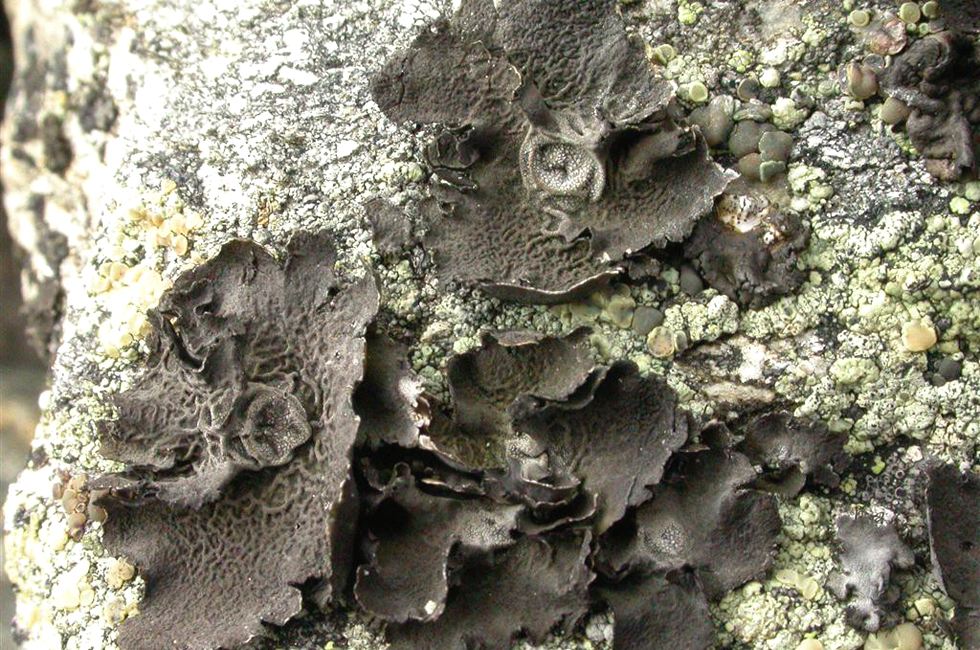 银耳和金丝耳,石耳和木耳营养区别