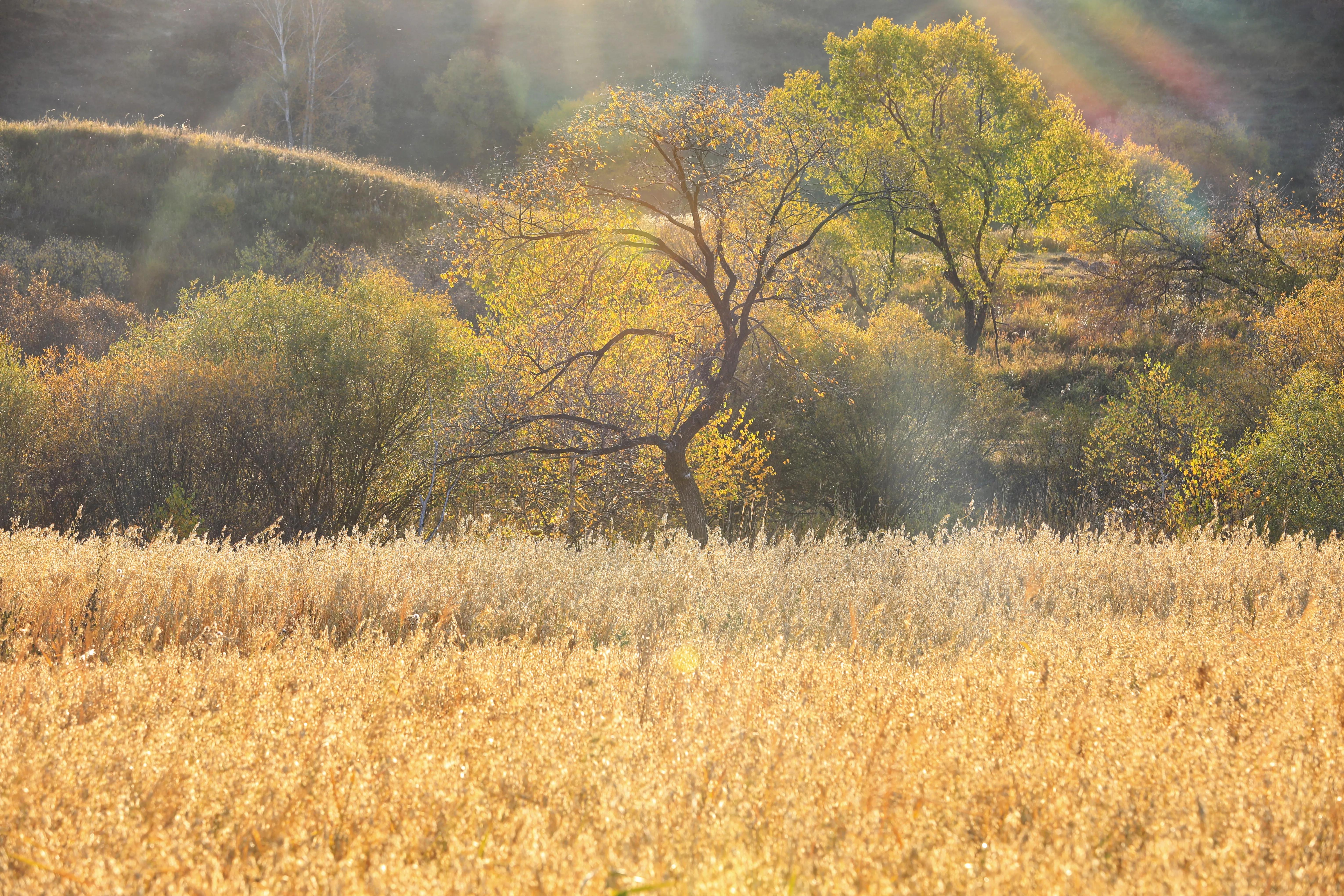 坝上秋色草原,坝上草原游记作文
