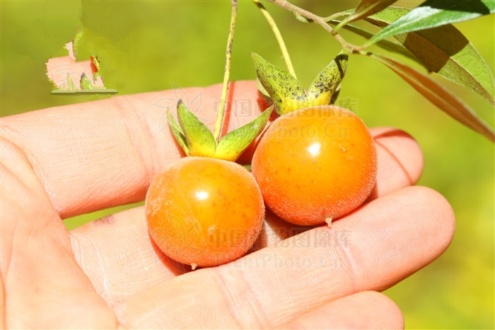 黑塔子根的功效与作用,黑塔子果实泡酒的功效