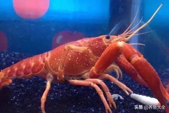 观赏鱼生病的症状及治疗方法,观赏鱼生病了可以用呋喃西林吗