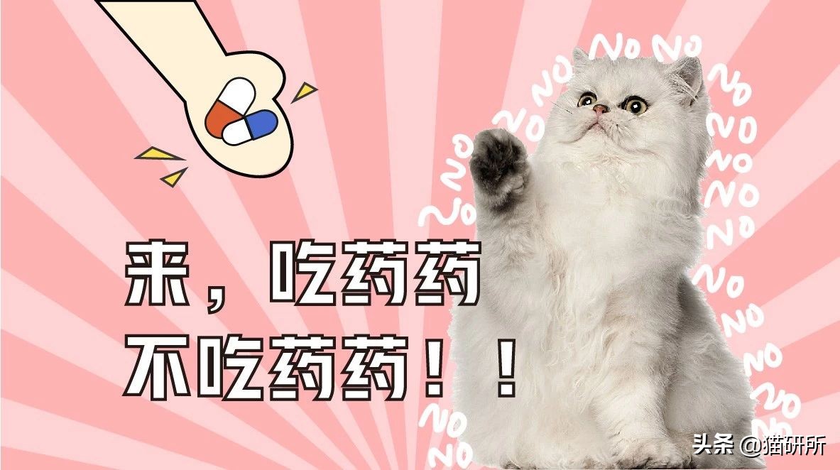 喂药时怎么让猫咪不乱动,喂药给猫方法