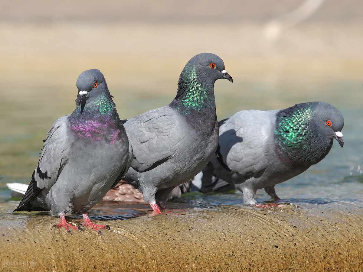 养宠分享鹦鹉拉稀不吃东西怎么办,赛鸽清除球虫后会拉稀吗