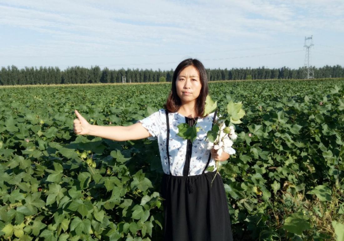 棉花高产栽培技术,棉花栽培需要打垄吗