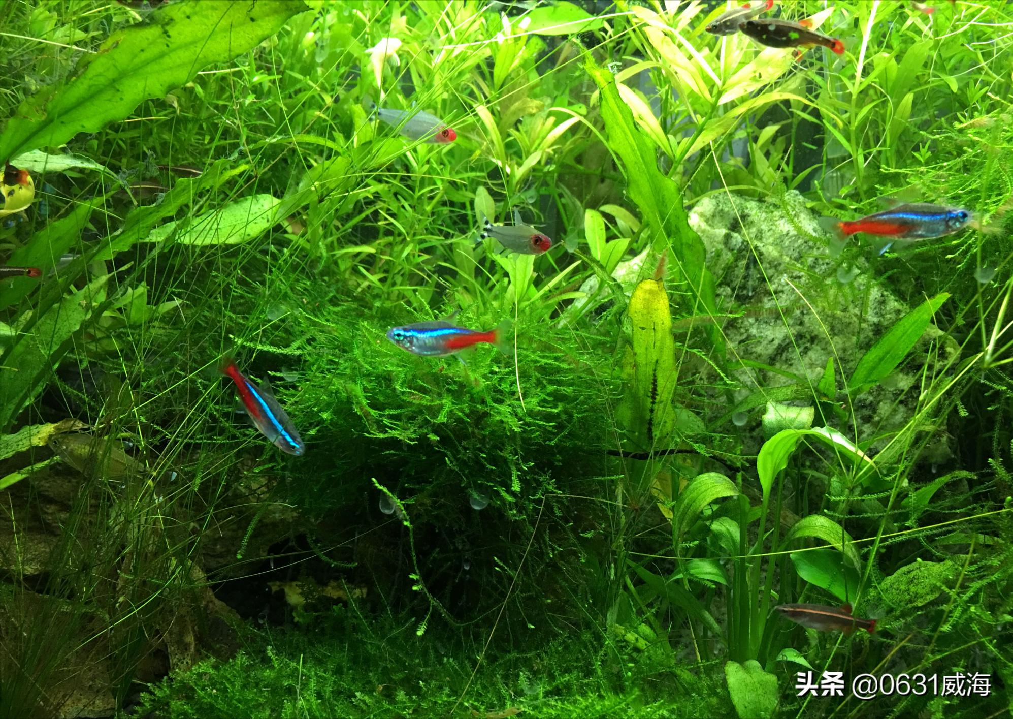 鱼缸饲养鱼多有什么诀窍,观赏鱼鱼缸水质怎么选合适