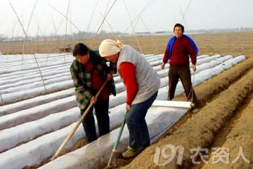 马铃薯免耕栽培技术视频,马铃薯高产栽培技术的参考文献