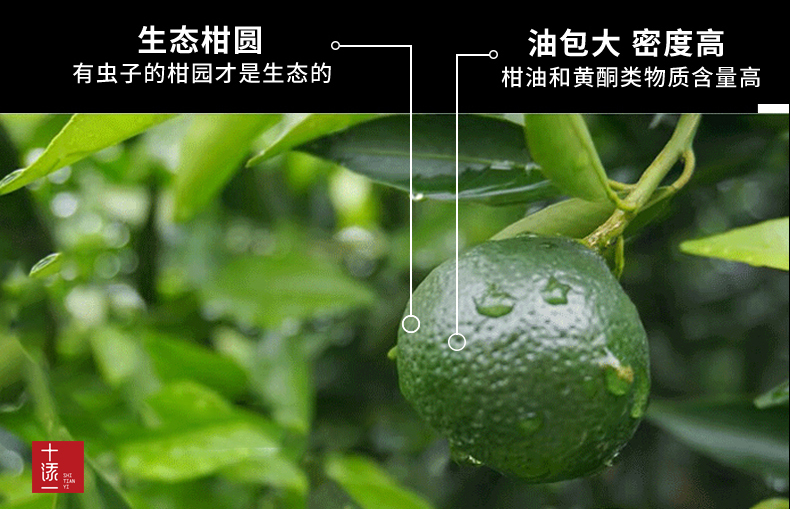 真假小青柑的鉴别方法,如何分辨真假新会小青柑