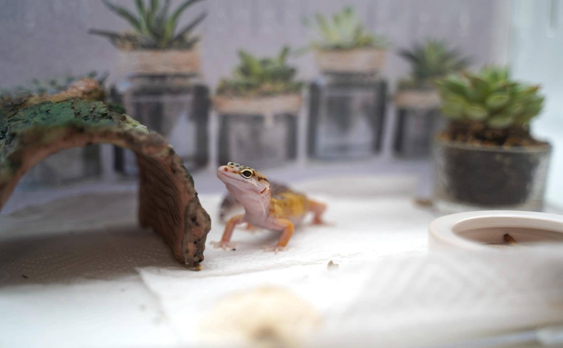 新手如何饲养一只豹纹守宫知乎,如何养好一只豹纹守宫