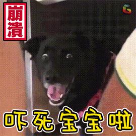 宠物胰腺炎的症状及治疗方法,宠物得了胰腺炎治疗费用