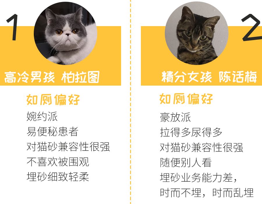 什么牌子的豆腐猫砂除臭好,强力除臭猫砂测评