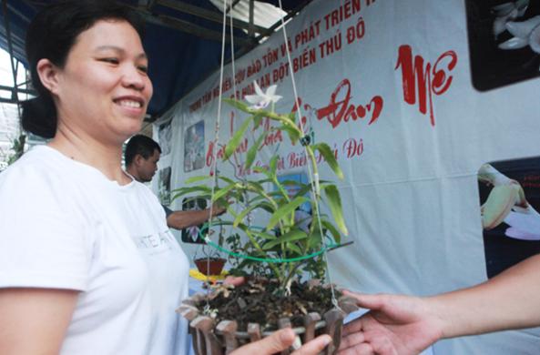 兰花稀有品种购买,兰花最稀有品种