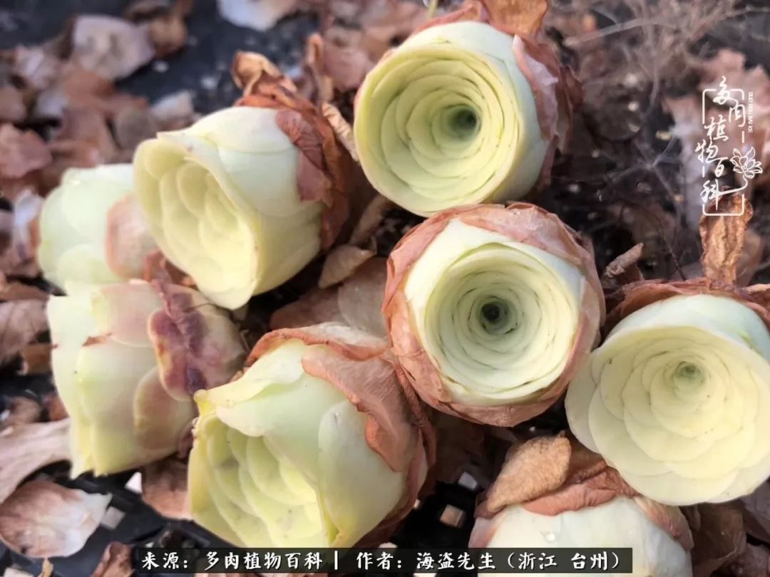 黄玫瑰这么美的风景惊艳到你了吗,优雅漂亮的黄玫瑰图片