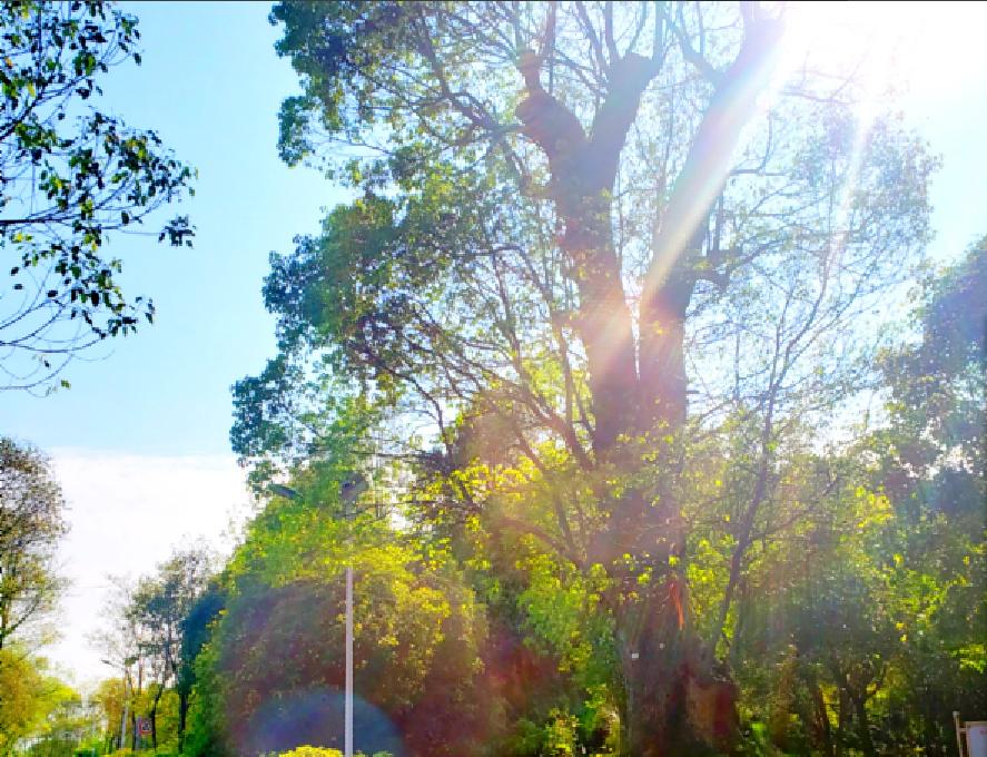 美丽乡村：室外桃源休闲山庄，一步一景美如画