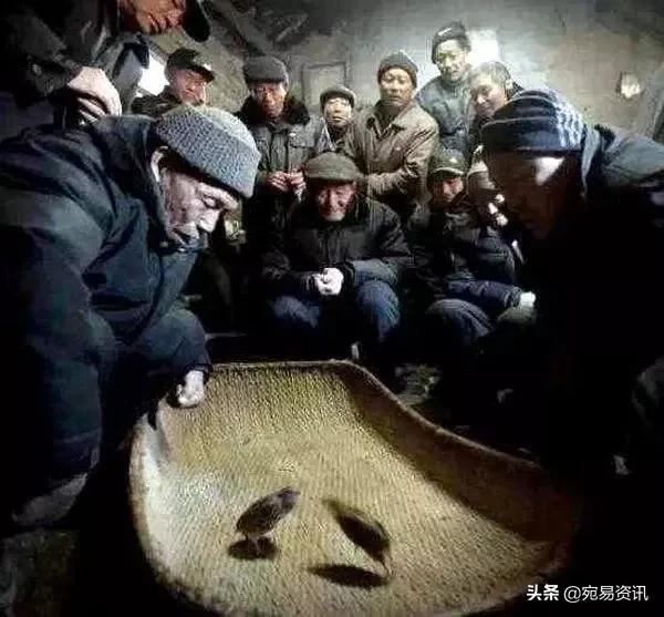 中国文化遗产斗鹌鹑,中国非物质文化遗产斗鹌鹑