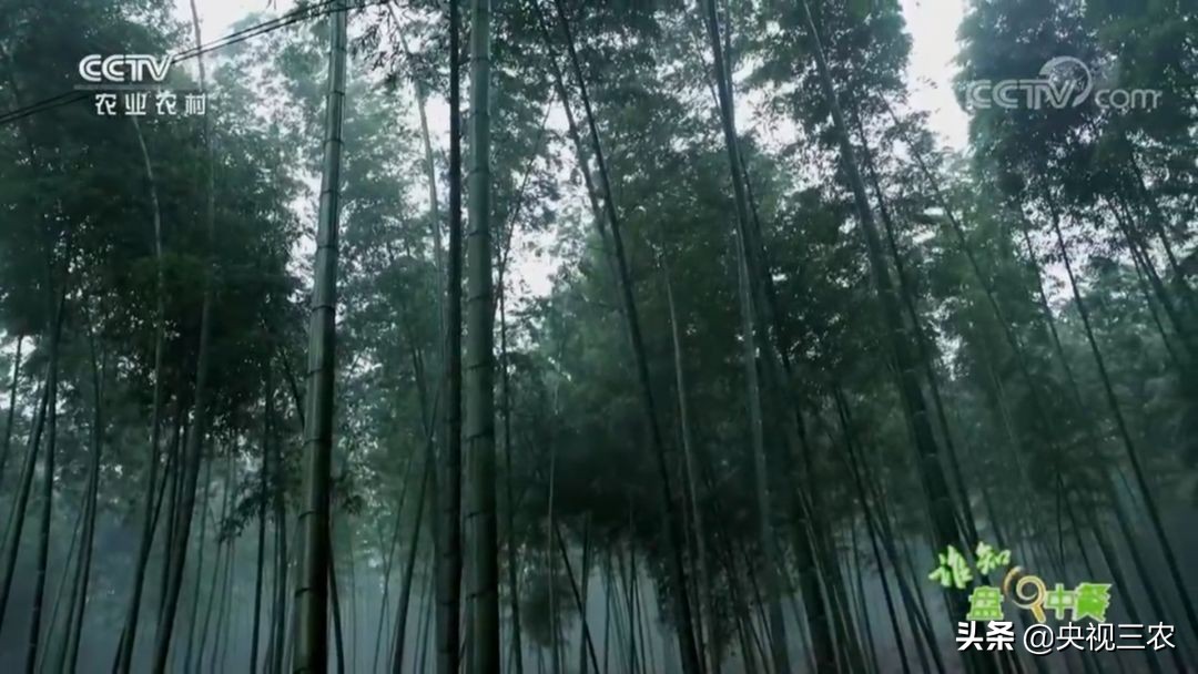 冬笋炒腊肉怎么处理去除涩味,湖南腊肉冬笋怎么做才不会有涩味