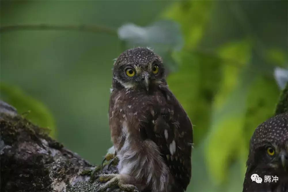 云南腾冲景区图片,云南腾冲山清水秀好风光