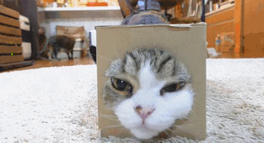 抱猫咪的正确方法,猫咪怎么抱才是正确方式