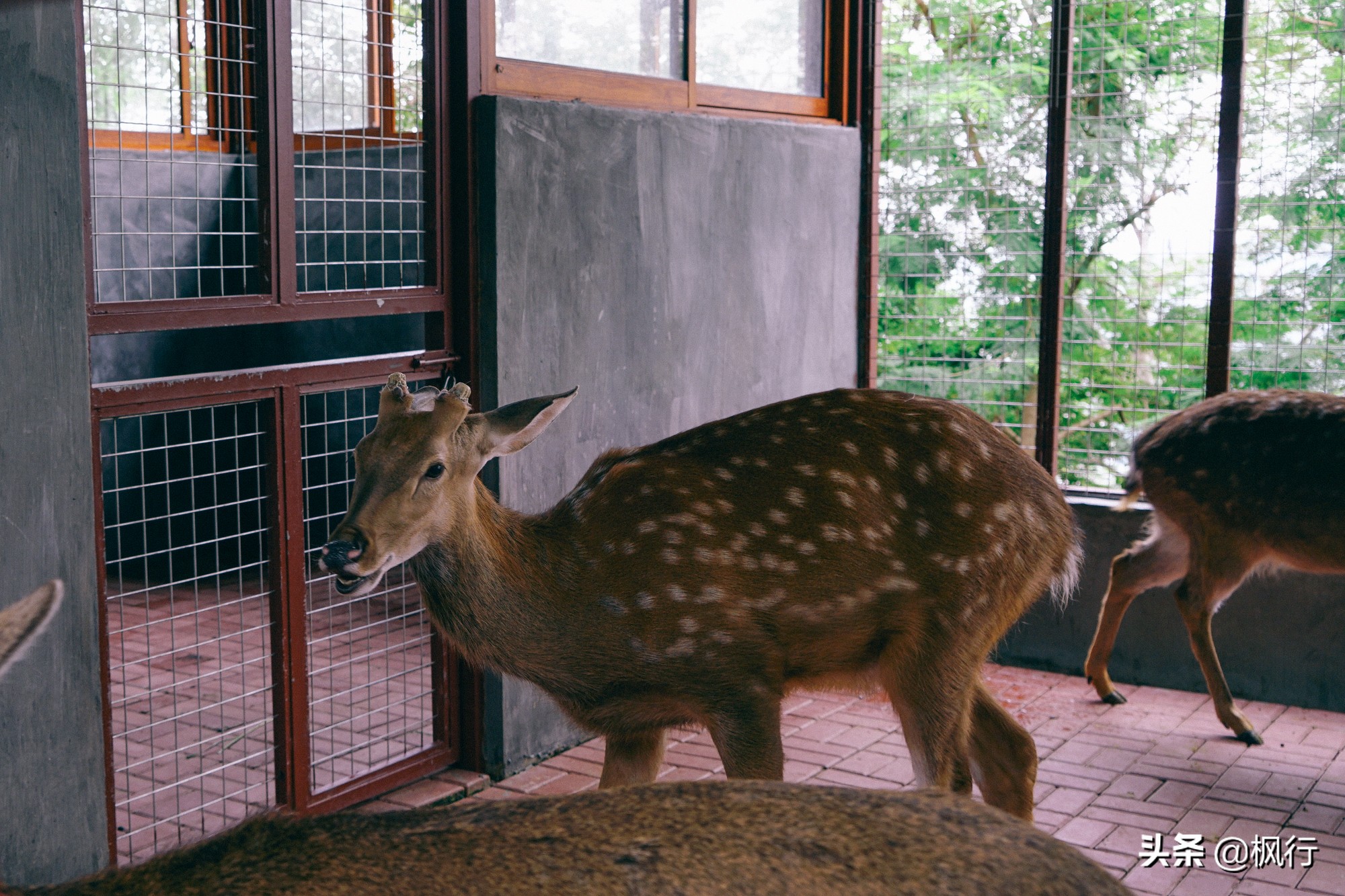 被猴子袭击，门票昂贵，拍照被轰，被我全程吐槽的三亚到底值不值