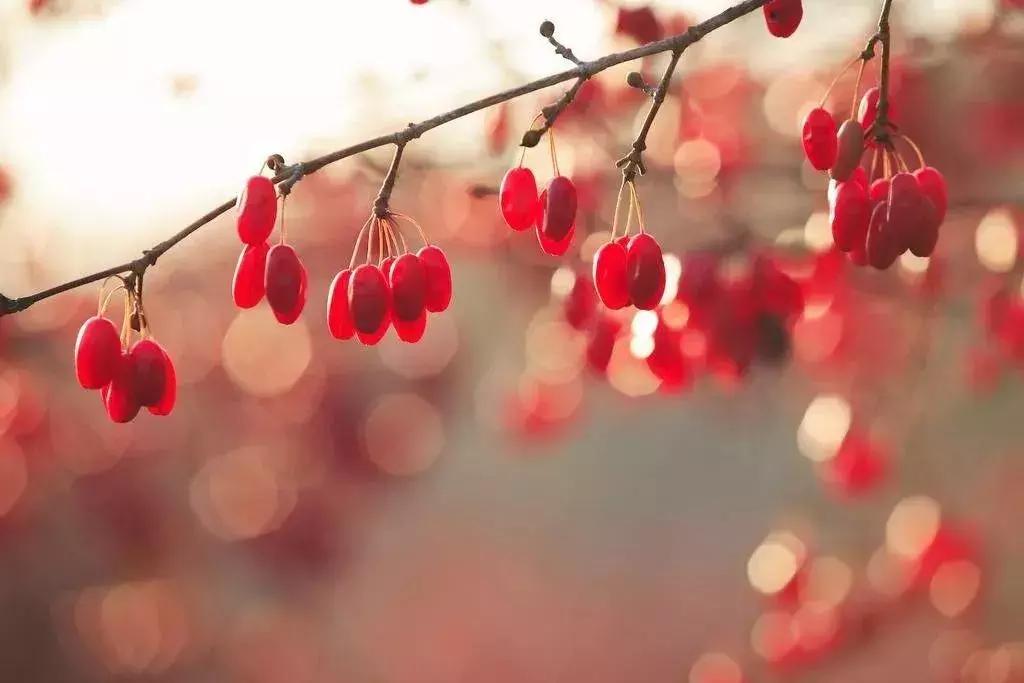 九月九重阳节诗词,九月九重阳节儿歌