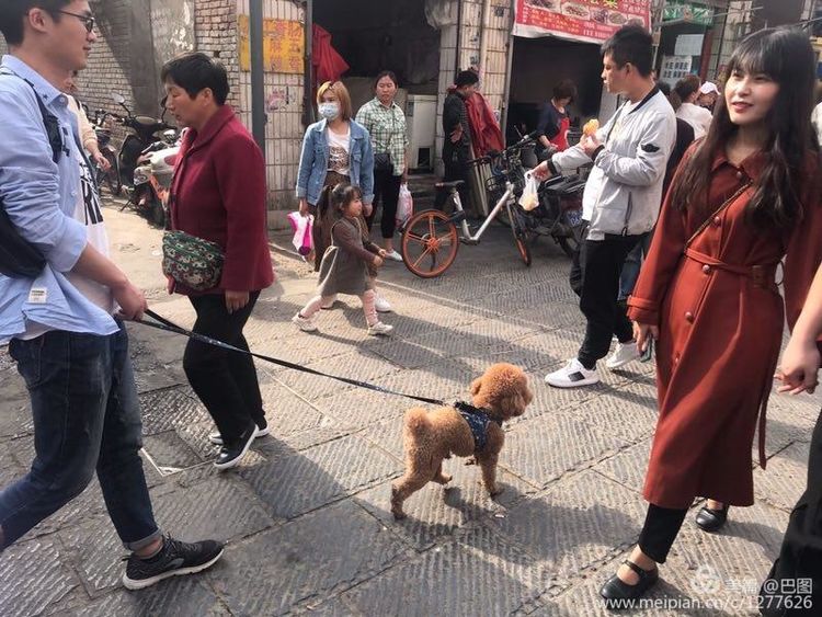 洛阳牡丹节老照片,洛阳牡丹节照片人像