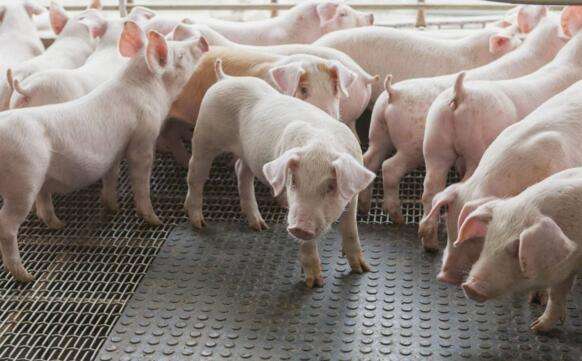猪缺这8种微量元素危害大，很多养殖户忽视了，如何给猪补充？