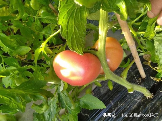 蓟县盘山玉环山庄,玉环山庄农家院