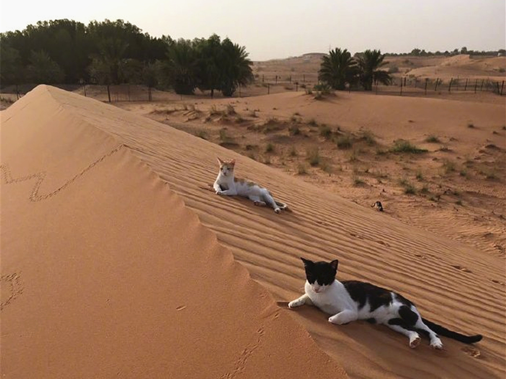 猫咪看到巨大的猫砂盆,猫咪把沙漠当猫砂盆
