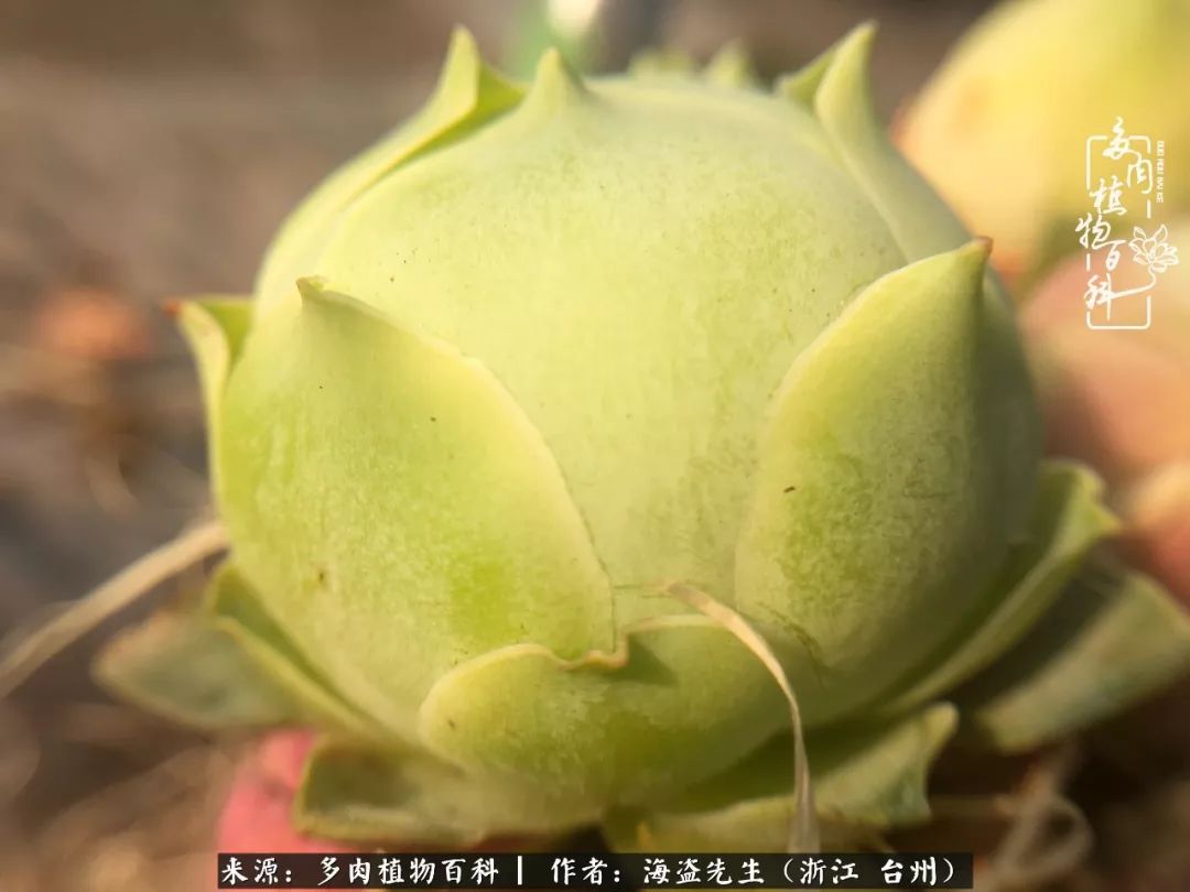 黄玫瑰这么美的风景惊艳到你了吗,优雅漂亮的黄玫瑰图片