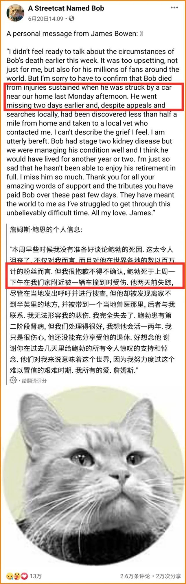 为什么流浪猫鲍勃去世了,流浪猫鲍勃治愈了多少人