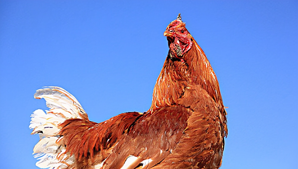 养好鸡技术视频,鸡养殖小知识及技巧