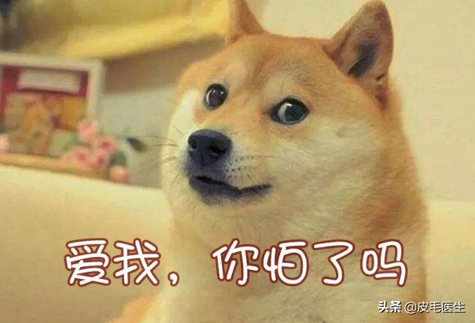 猫狗引起的皮肤瘙痒,猫狗病毒携带及预防