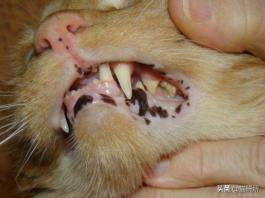 每天15分钟，医生手把手教你做17项猫咪全身检查