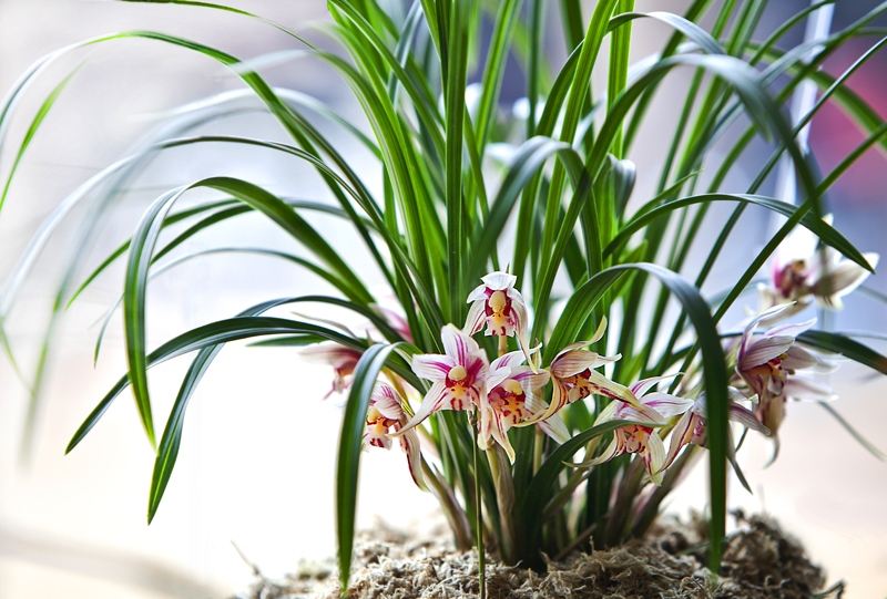 兰花翻盆既有水晶头又有空根,兰花空根处理后怎么栽视频