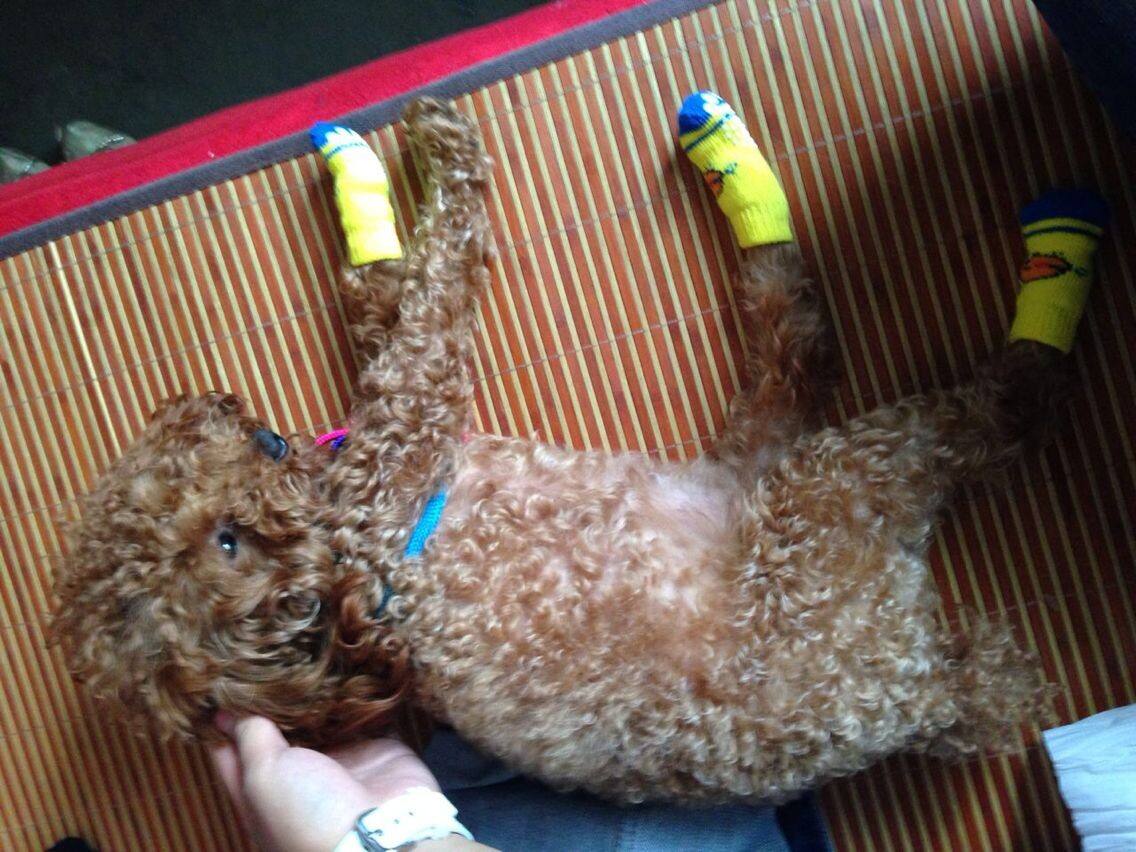 泰迪熊贵宾犬怎么变白,白色贵宾犬吃什么可以让毛变白