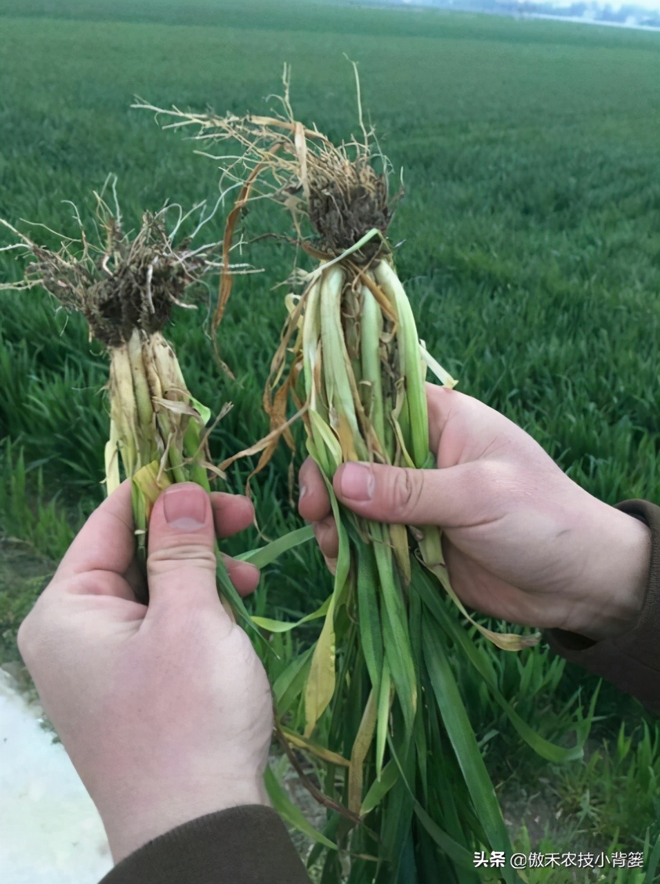 苗木缓苗最快的生根剂,裸根苗用什么生根剂让它存活