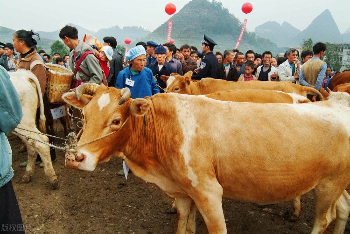 买牛被坑的全过程,买牛套路有哪些