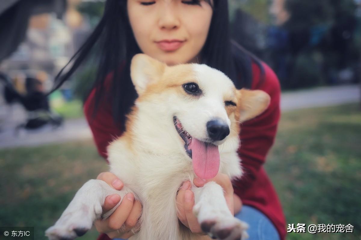 世界名犬欣赏与驯养,世界名犬柯基