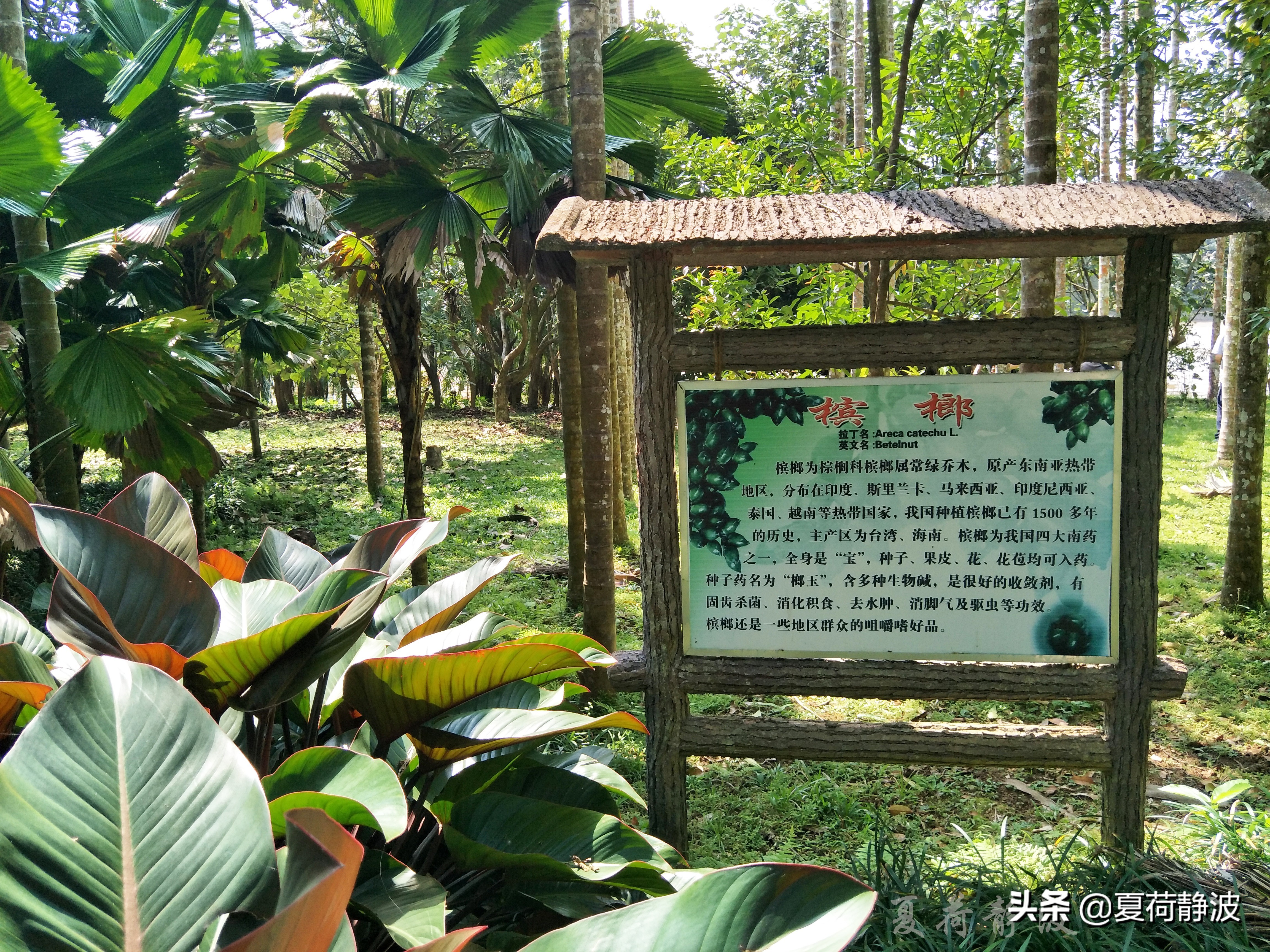 兴隆热带植物园攻略,万宁兴隆热带植物园