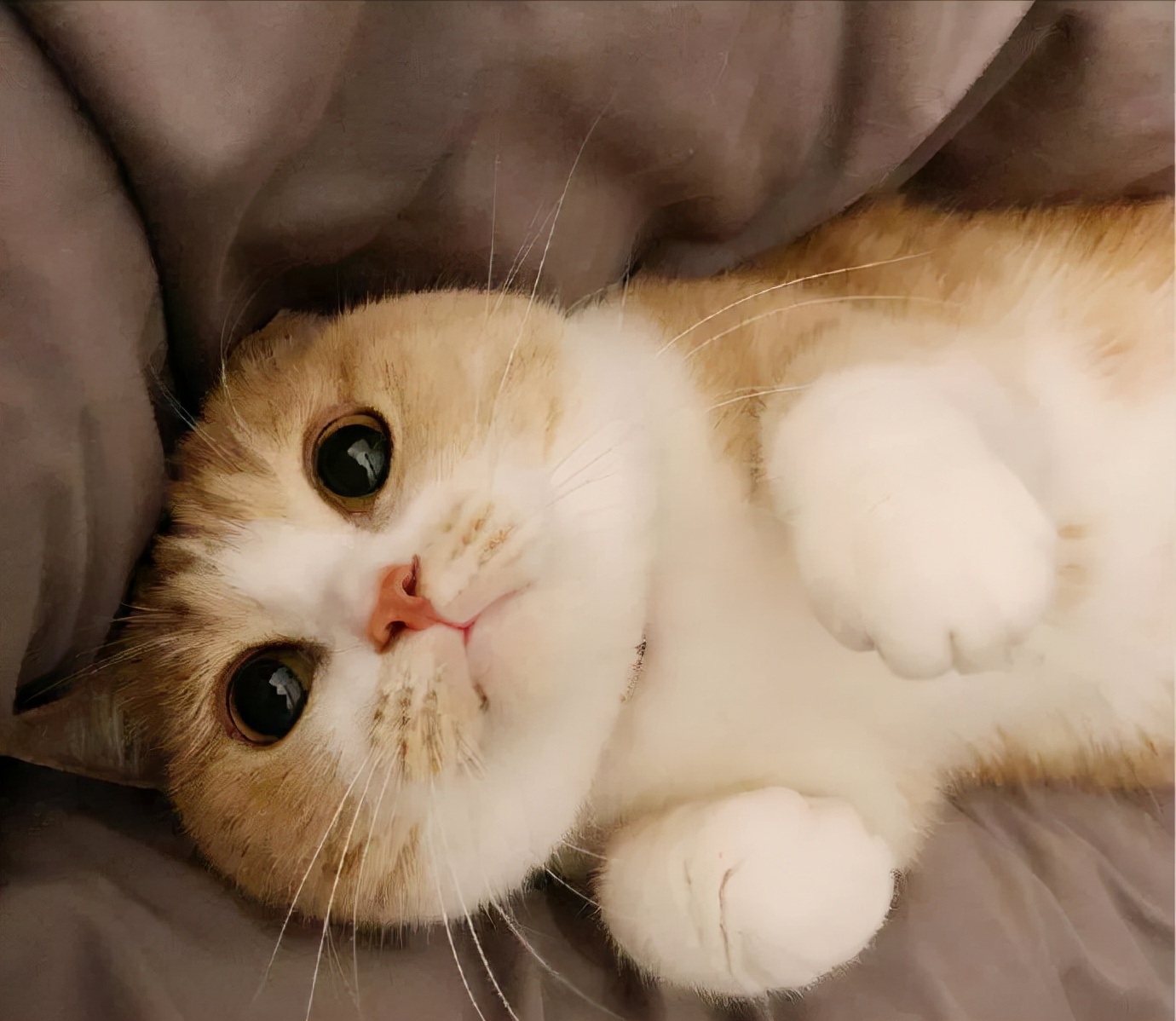 几天没回家猫咪突然变得特别粘人,怎么才能让猫咪变得粘人