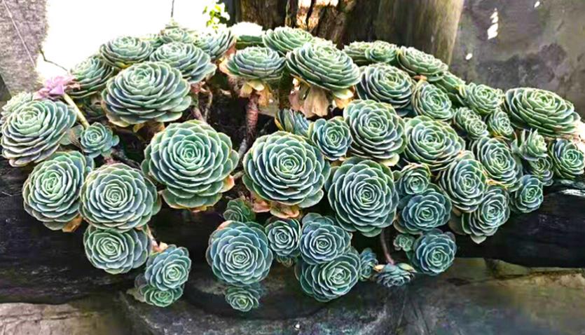 多肉玉蝶摊大饼还能变回来吗,玉蝶摊大饼还有救吗