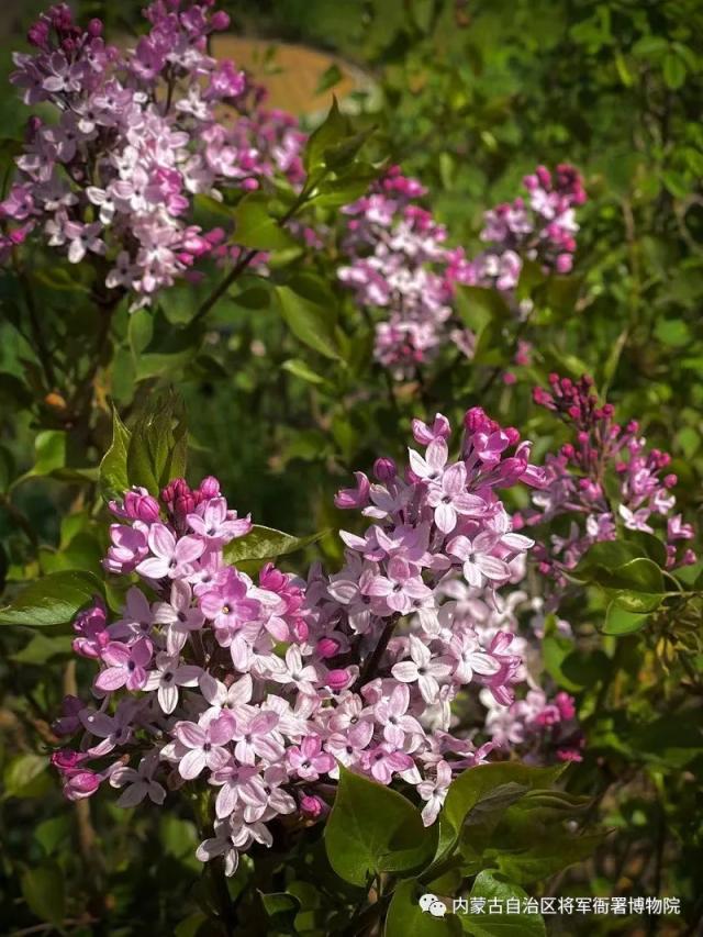 五一期间呼市多个场馆免费开放吗,呼和浩特市区内免费参观的场馆