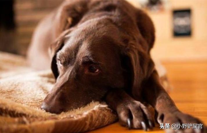 狗狗偷吃巧克力了怎么办,狗狗偷吃了巧克力面包怎么办