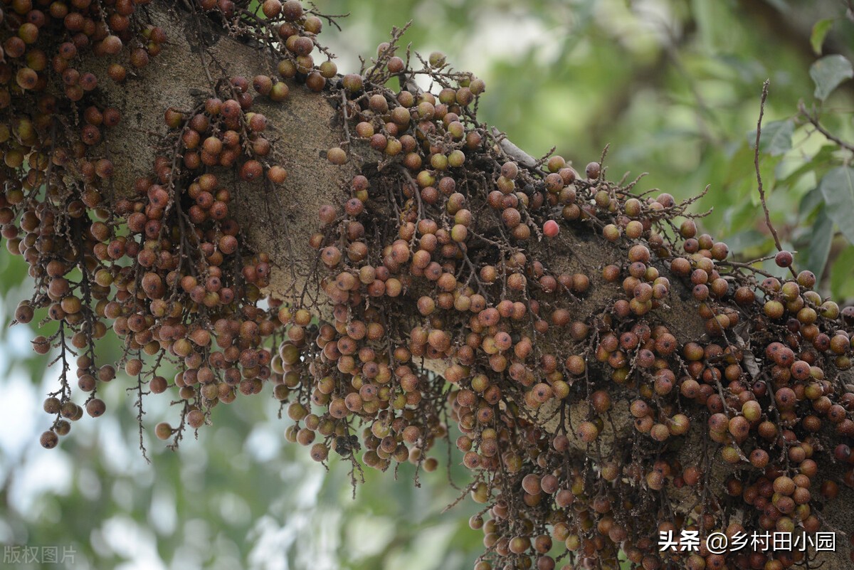 外表像桔子里面是水是什么水果,外表像芒果的零食