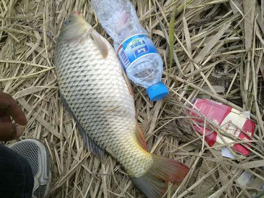 海竿钓不到鲤鱼怎么回事,海竿钓不到鲢鳙是什么原因