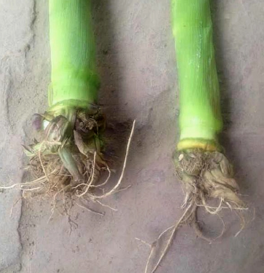 激素农药药害,激素型除草剂的危害