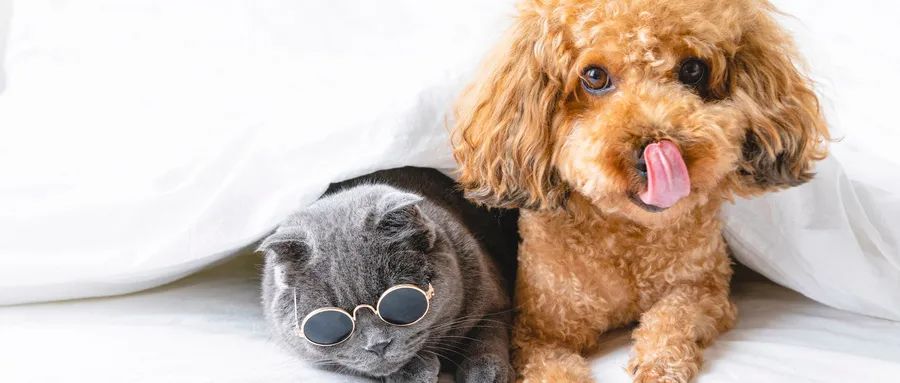 炒菜逆袭,炒菜炒出二十亿营业额